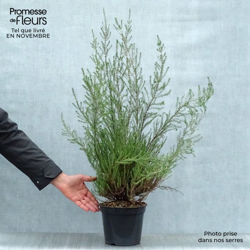 Esemplare di Erica mediterranea Vaso da 3L/4L come consegnato in autunno