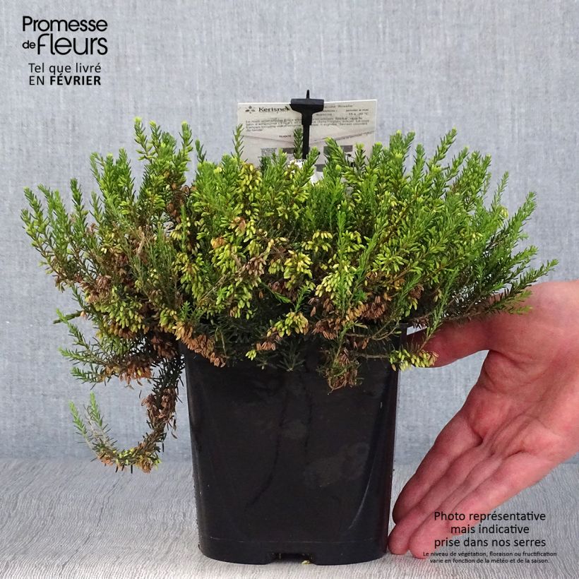 Esemplare di Erica carnea Rosalie Vaso da 2L/3L come consegnato in autunno