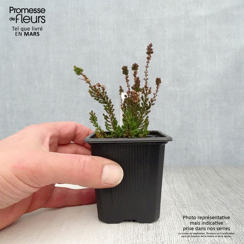 Calluna vulgaris Dark Beauty - Brugo Vasetto da 8/9 cm esemplare consegnato in primavera