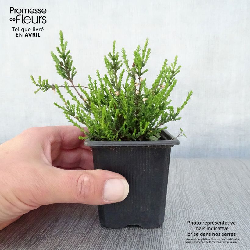 Calluna vulgaris Marlies - Brugo Vasetto da 8/9 cm esemplare consegnato in primavera