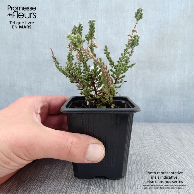 Calluna vulgaris Silver Knight - Brugo Vasetto da 8/9 cm esemplare consegnato in primavera