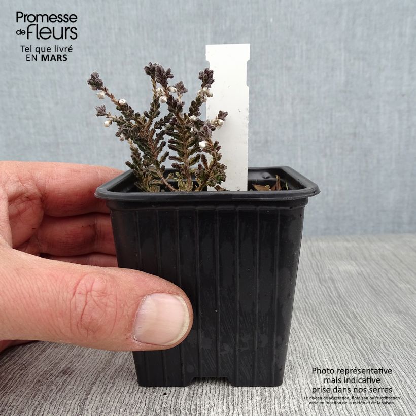 Calluna vulgaris Silver Knight - Brugo Vasetto da 8/9 cm esemplare consegnato in inverno