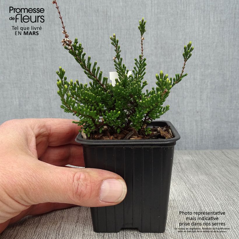 Calluna vulgaris Spring Torch - Brugo Vasetto da 8/9 cm esemplare consegnato in primavera