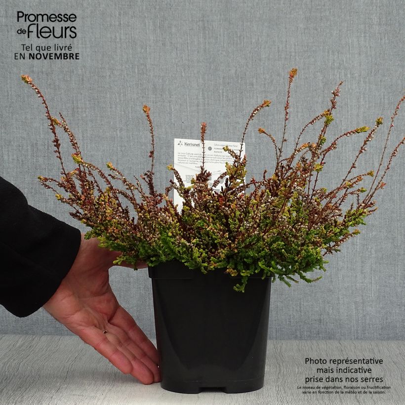 Esemplare di Calluna vulgaris Wickwar Flame - Brugo Vaso da 2L/3L come consegnato in autunno