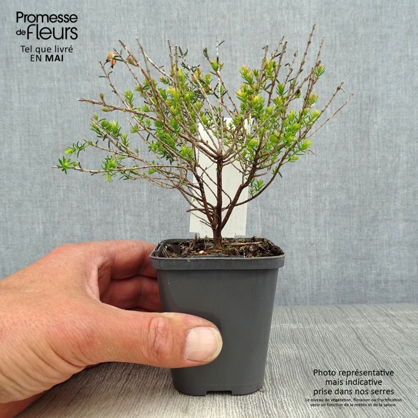 Erica darleyensis Ghost Hills Vasetto da 8/9 cm esemplare consegnato in primavera