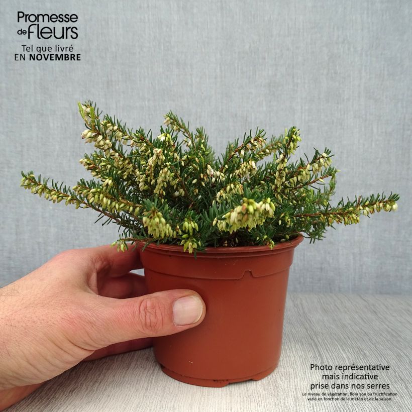 Esemplare di Erica darleyensis Silberschmelze Vasetto da 8/9 cm come consegnato in autunno