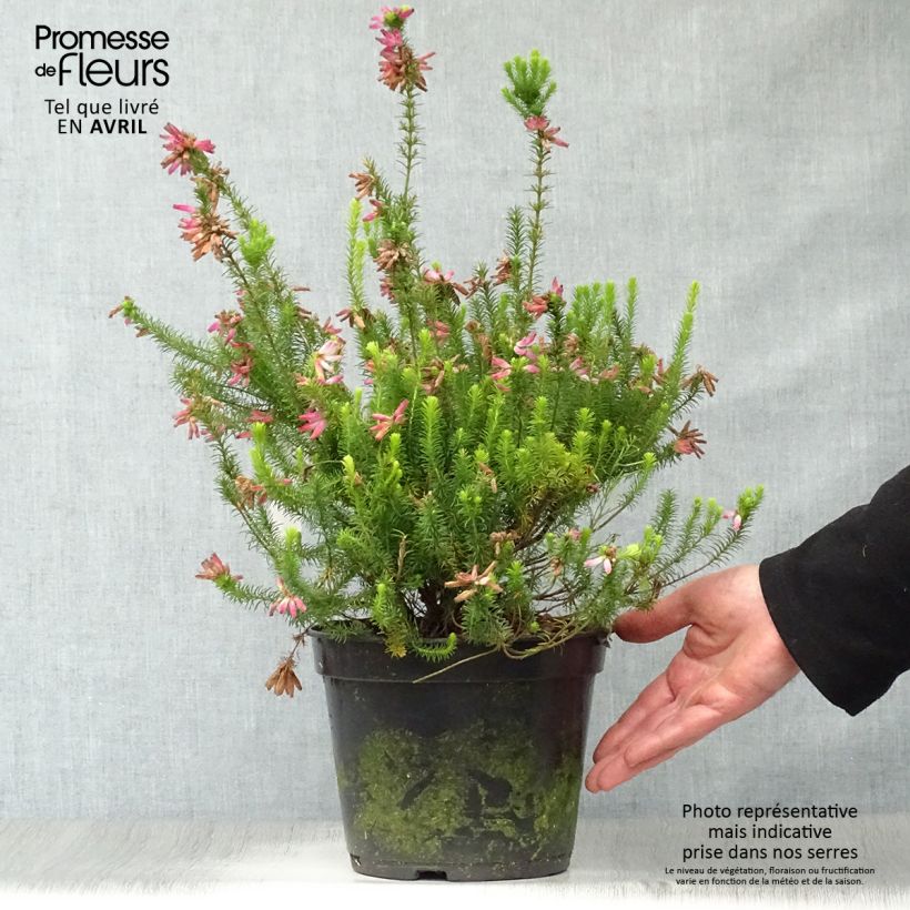 Erica verticillata Vaso da 4L/5L esemplare consegnato in primavera