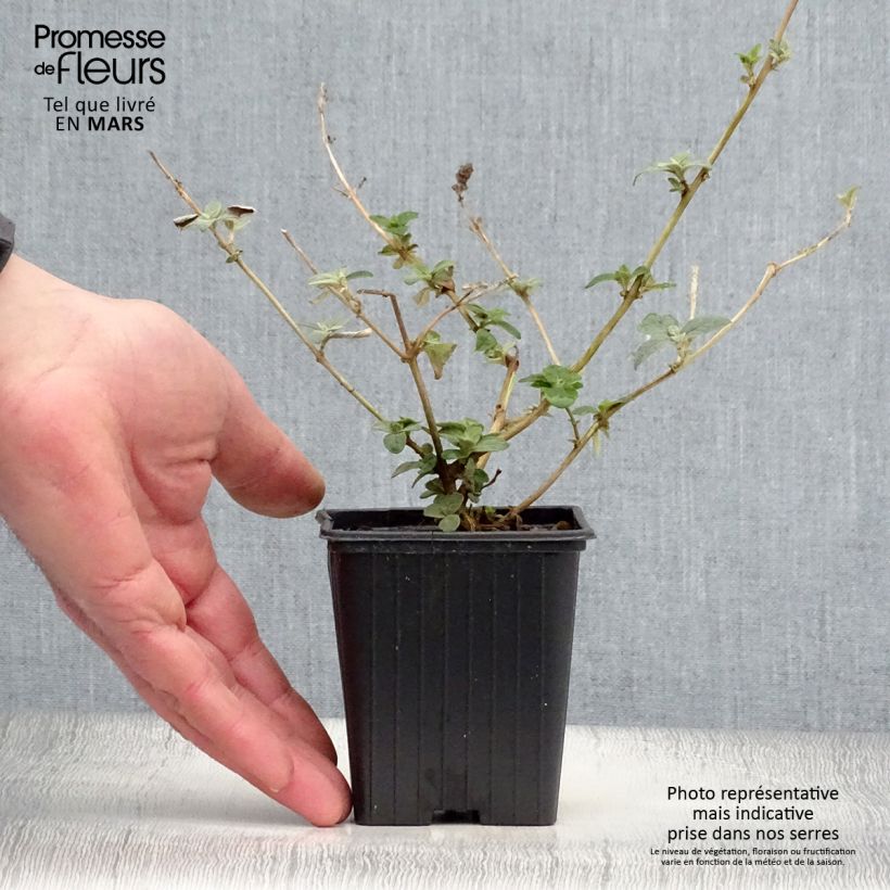 Albero delle farfalle Blue Chip Vasetto da 8/9 cm esemplare consegnato in primavera