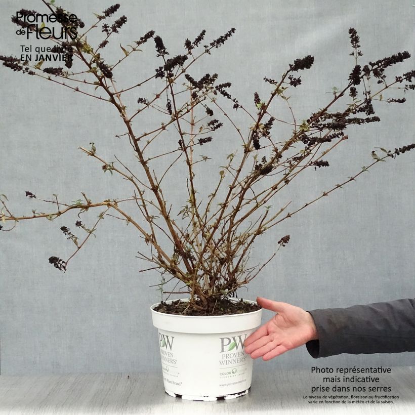 Albero delle farfalle Blue Chip Vaso da 7,5L/10L esemplare consegnato in inverno