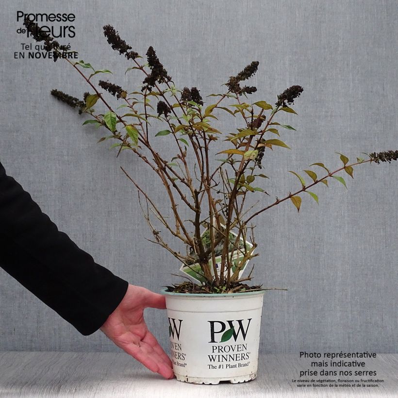 Esemplare di Albero delle farfalle Blue Chip Vaso da 2L/3L come consegnato in autunno