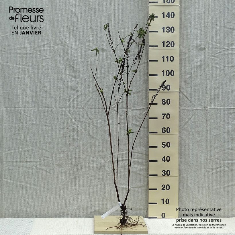 Albero delle farfalle Empire Blue Piante piccole a radice nuda esemplare consegnato in inverno