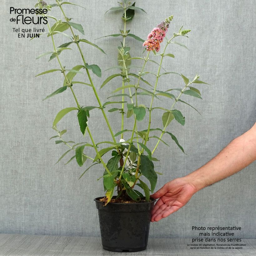 Esemplare di Albero delle farfalle Flower Power Vaso da 2L/3L consegnato in estate