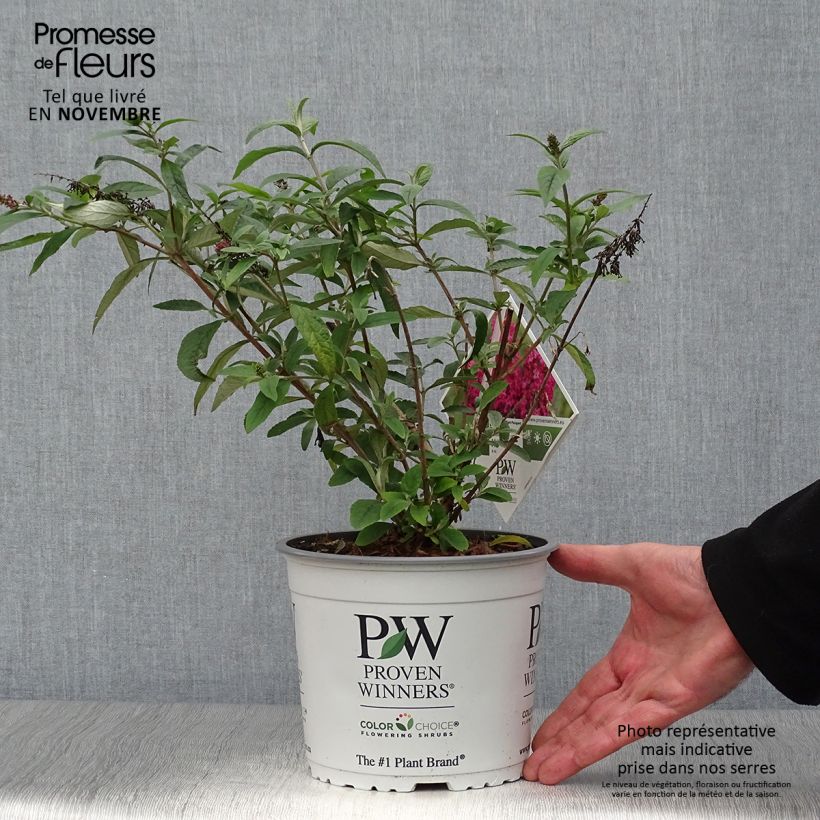 Esemplare di Albero delle farfalle Miss Ruby Vaso da 3L/4L come consegnato in autunno