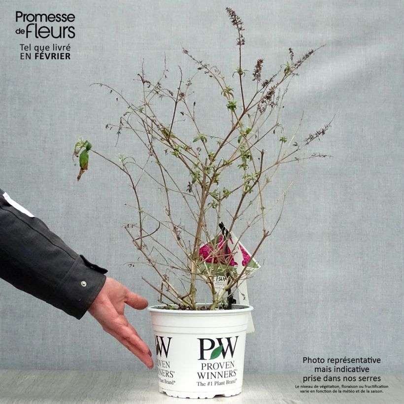 Albero delle farfalle Miss Ruby Vaso da 3L/4L esemplare consegnato in inverno