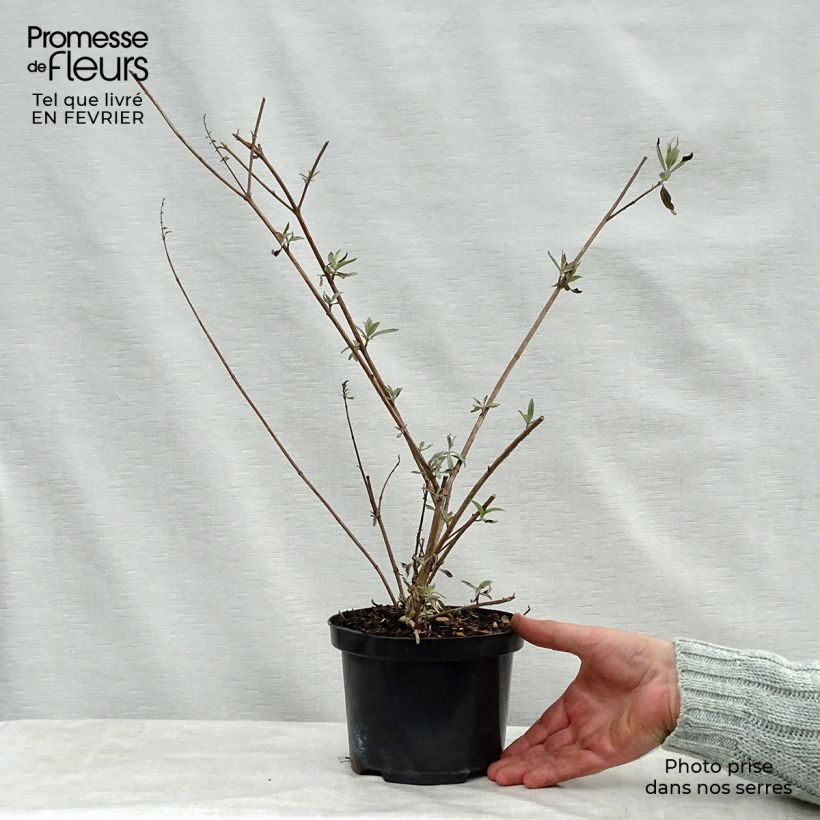 Albero delle farfalle Royal Red Vaso da 2L/3L esemplare consegnato in inverno