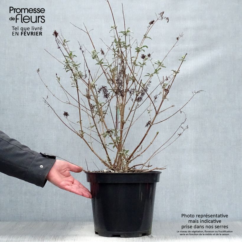 Albero delle farfalle Royal Red Vaso da 7,5L/10L esemplare consegnato in inverno