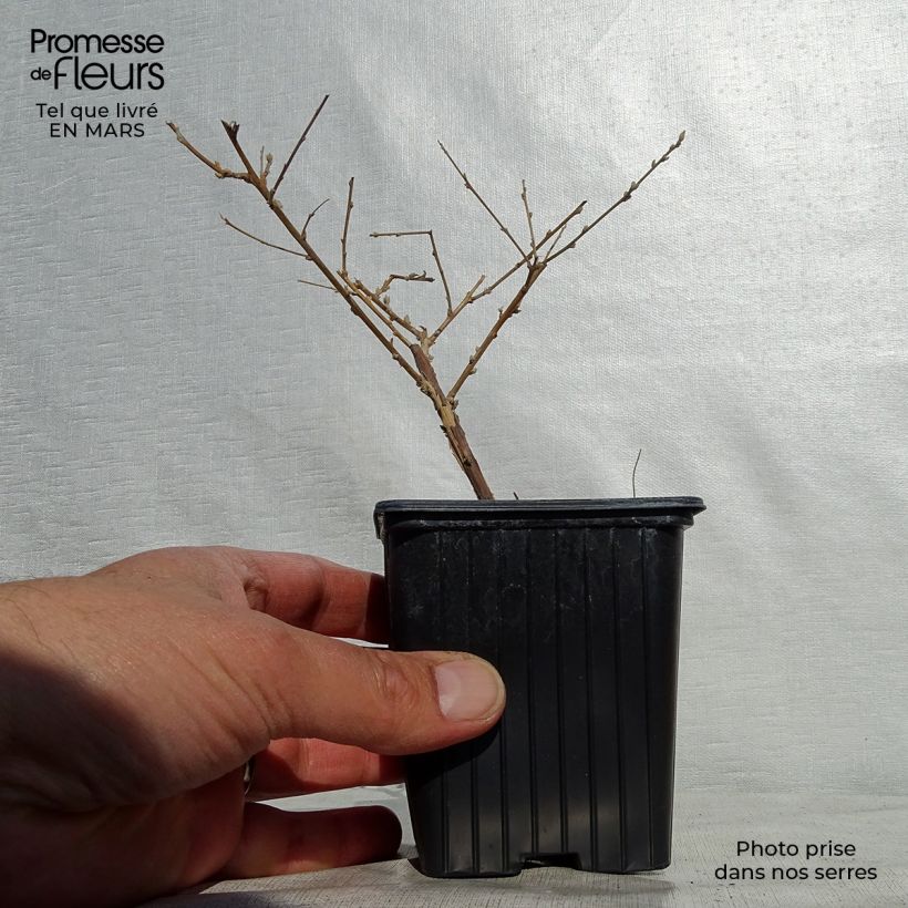 Buddleja alternifolia - Albero delle farfalle Vasetto da 8/9 cm esemplare consegnato in primavera