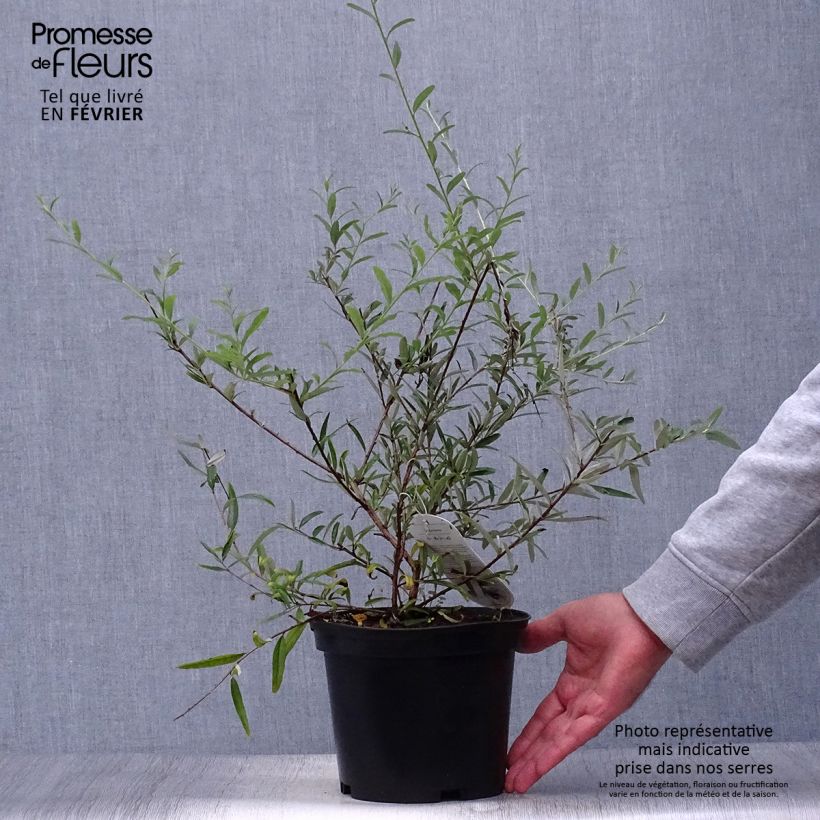 Esemplare di Buddleja alternifolia - Albero delle farfalle Vaso da 3L/4L come consegnato in autunno