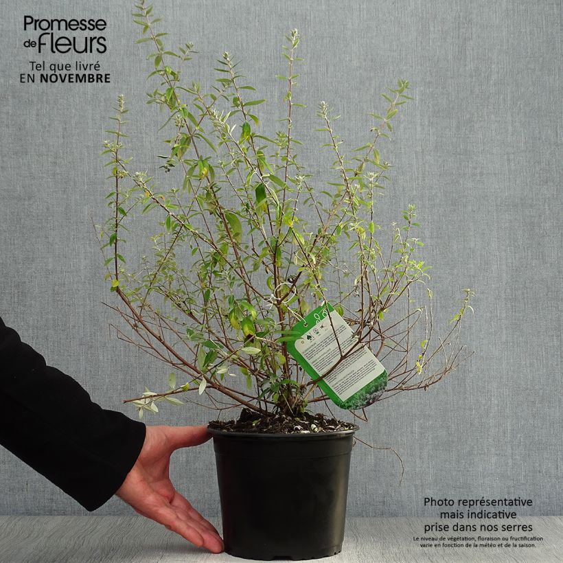 Esemplare di Buddleja alternifolia Unique - Albero delle farfalle Vaso da 3L/4L come consegnato in autunno