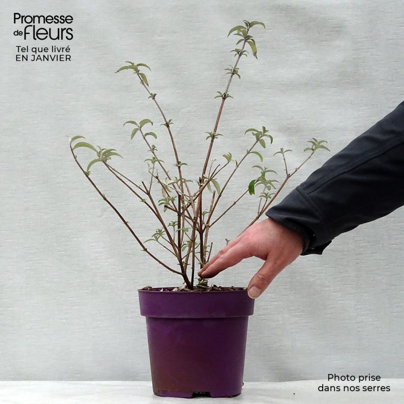 Albero delle farfalle Berries and Cream Vaso da 3L/4L esemplare consegnato in inverno