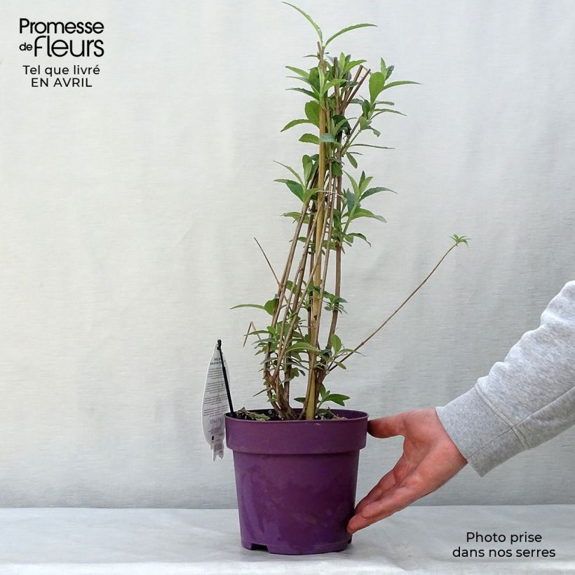 Albero delle farfalle Berries and Cream Vaso da 3L/4L esemplare consegnato in primavera