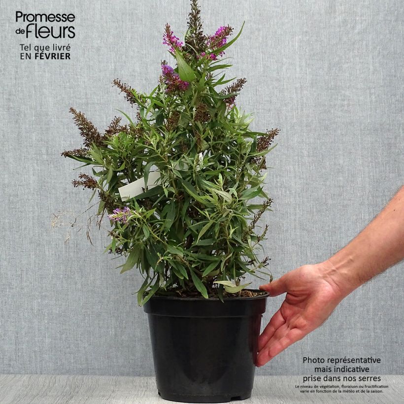 Esemplare di Albero delle farfalle Butterfly Tower Vaso da 4L/5L come consegnato in autunno