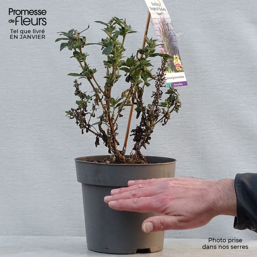 Albero delle farfalle Butterfly Tower Vaso da 4L/5L esemplare consegnato in inverno