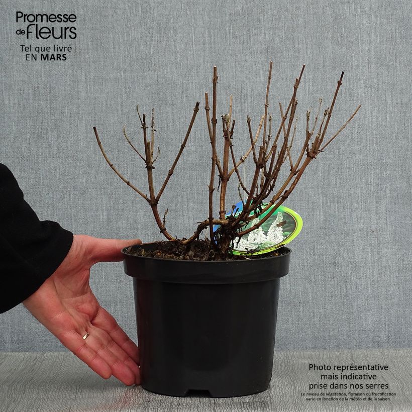 Albero delle farfalle Marbled White Vaso da 2L/3L esemplare consegnato in inverno