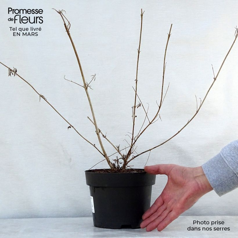 Albero delle farfalle Nanho Purple Vaso da 2L/3L esemplare consegnato in primavera