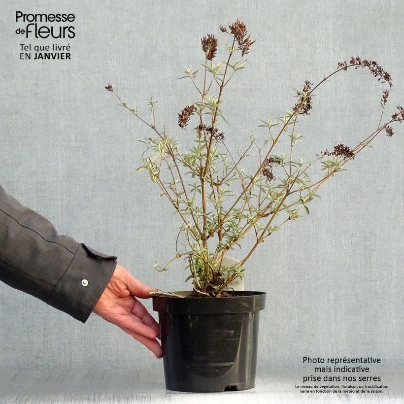 Albero delle farfalle Nanho Purple Vaso da 2L/3L esemplare consegnato in inverno