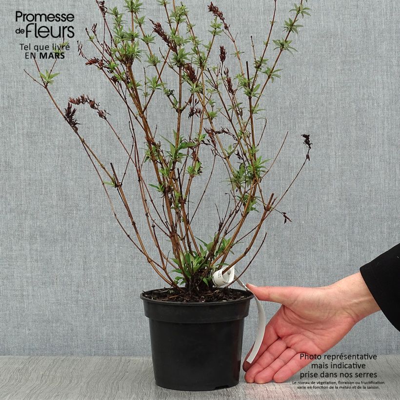 Albero delle farfalle Nanho White Vaso da 2L/3L esemplare consegnato in inverno