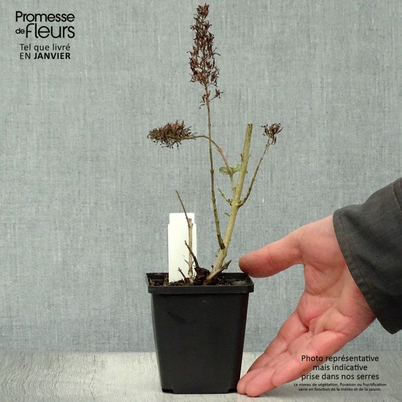 Albero delle farfalle Pink Delight Vasetto da 8/9 cm esemplare consegnato in inverno