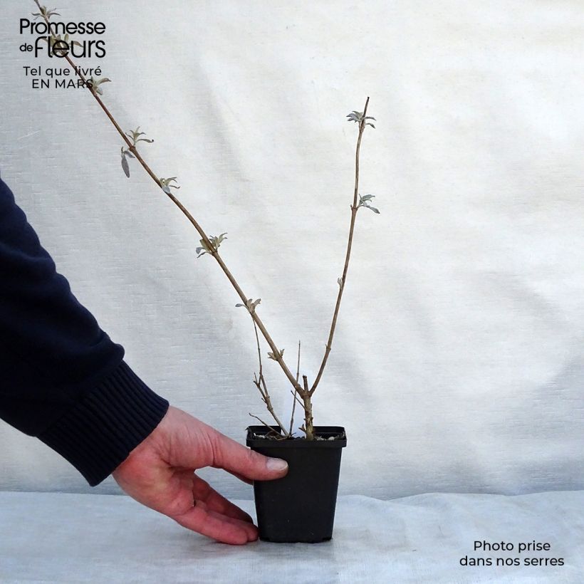 Albero delle farfalle Pink Delight Vasetto da 8/9 cm esemplare consegnato in primavera