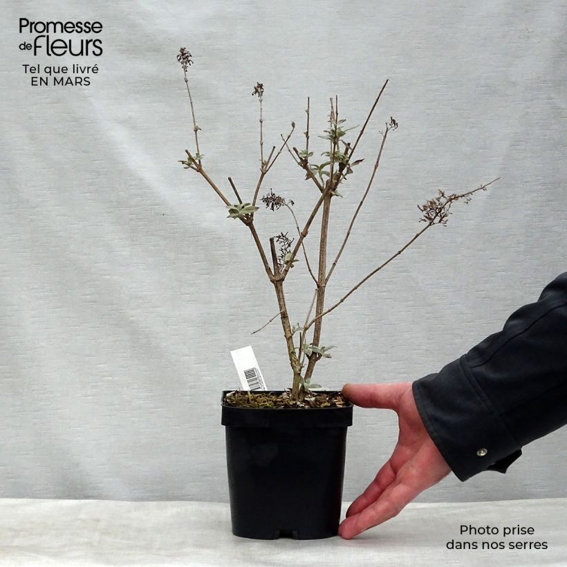 Albero delle farfalle Rêve de Papillon Pink Vaso da 2L/3L esemplare consegnato in inverno