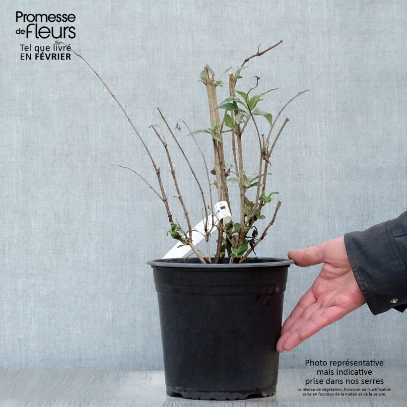 Albero delle farfalle Rêve de Papillon Pink Vaso da 4L/5L esemplare consegnato in inverno