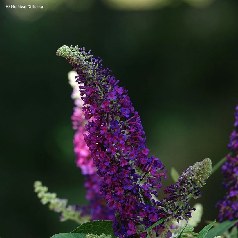 Albero delle farfalle davidii Rêve de Papillon Violet (Fioritura)