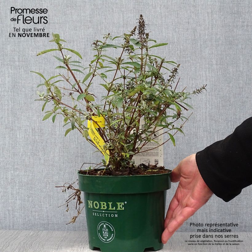 Esemplare di Albero delle farfalle Sophie Vaso da 2L/3L come consegnato in autunno