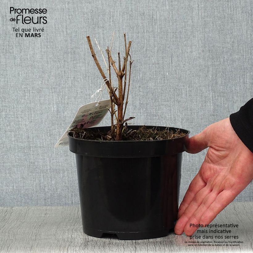 Albero delle farfalle Summer Beauty Vaso da 2L/3L esemplare consegnato in inverno