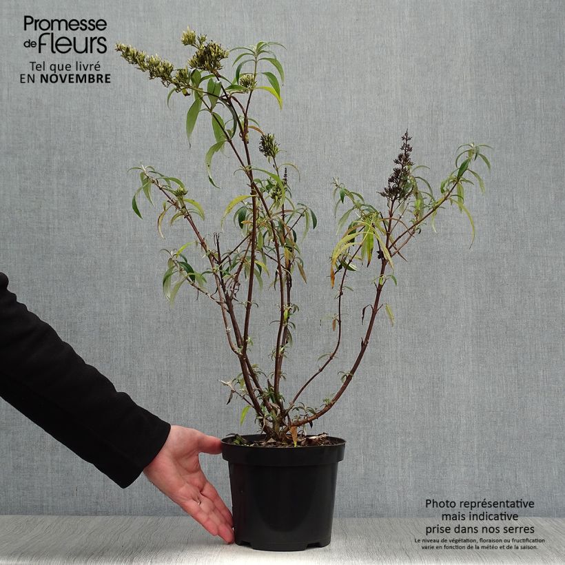 Esemplare di Albero delle farfalle White Profusion Vaso da 3L/4L come consegnato in autunno
