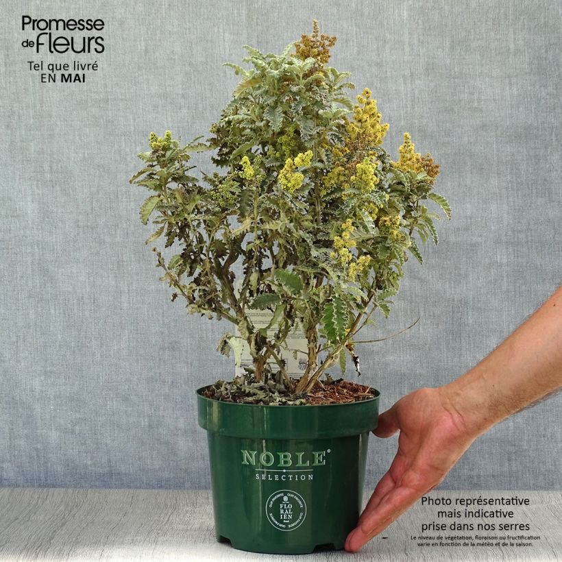 Buddleja glomerata Silver Service - Albero delle farfalle Vaso da 3L/4L esemplare consegnato in primavera