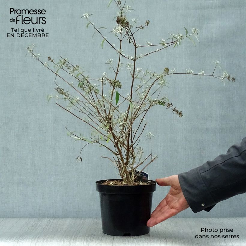 Albero delle farfalle Nanho Blue Vaso da 3L/4L esemplare consegnato in inverno