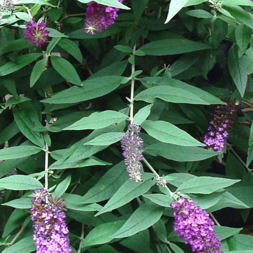 Albero delle farfalle BLOOMTASTIC Dreaming Lavender (Fogliame)