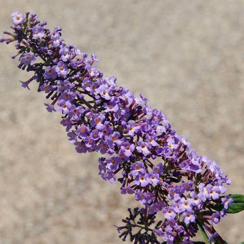 Albero delle farfalle BLOOMTASTIC Dreaming Lavender (Fioritura)