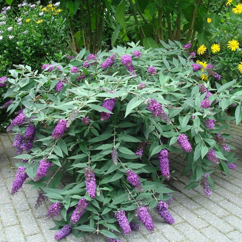 Albero delle farfalle BLOOMTASTIC Dreaming Lavender (Porto)