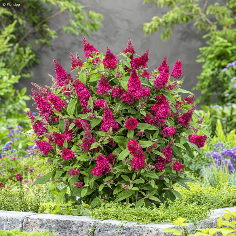 Albero delle farfalle Butterfly Candy Little Ruby (Porto)