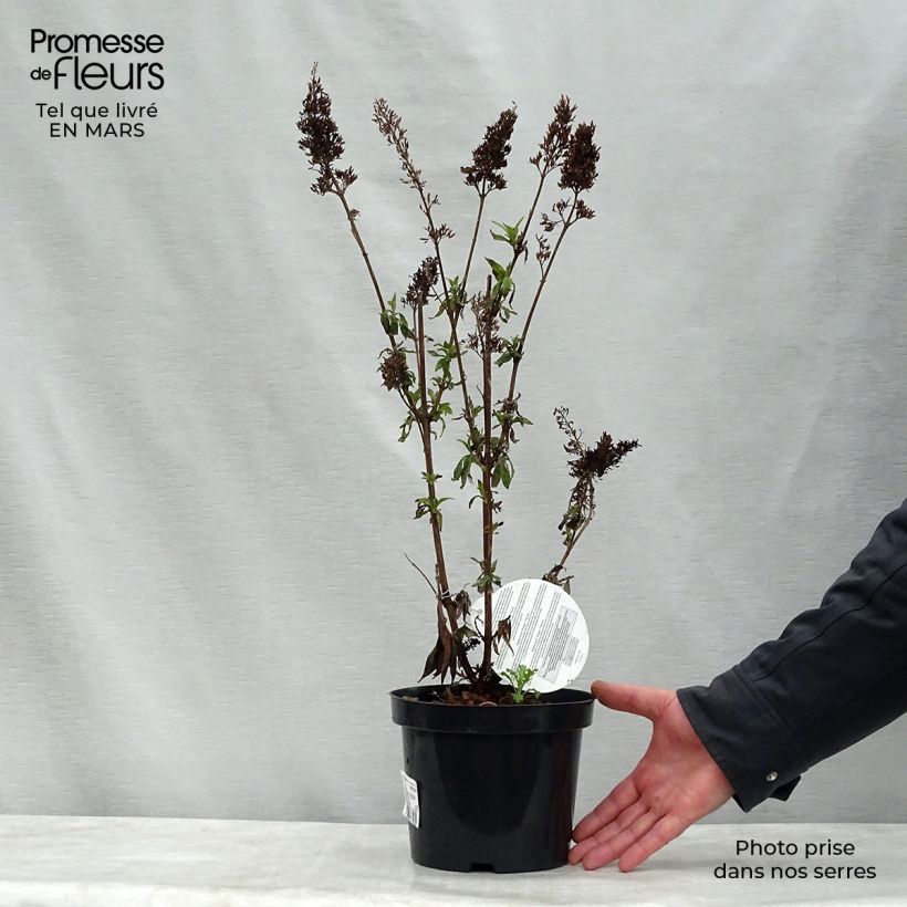 Albero delle farfalle Peacock Vaso da 3L/4L esemplare consegnato in primavera