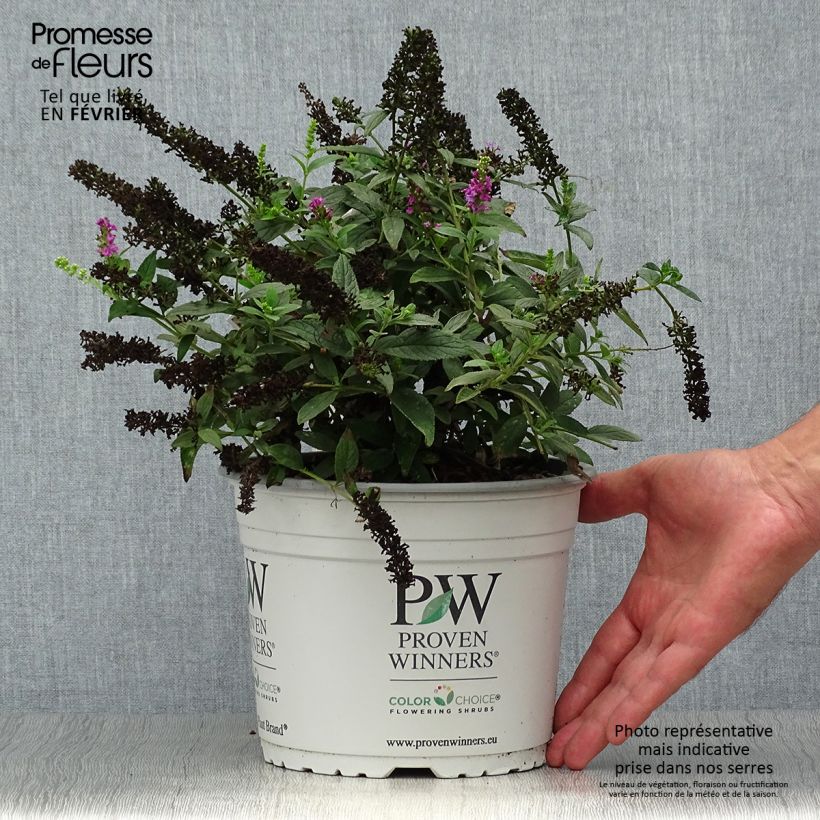 Esemplare di Albero delle farfalle Pink Micro Chip Vaso da 3L/4L come consegnato in autunno