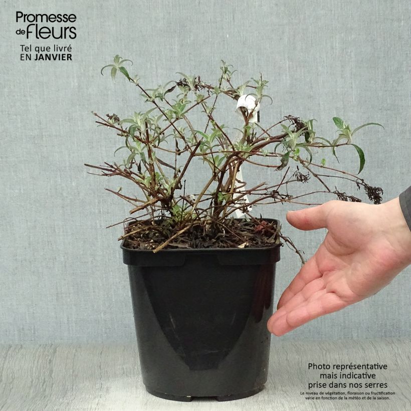 Albero delle farfalle Wisteria Lane Vaso da 3L/4L esemplare consegnato in inverno