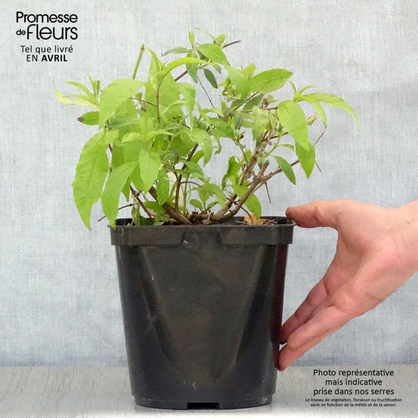 Albero delle farfalle Wisteria Lane Vaso da 3L/4L esemplare consegnato in primavera