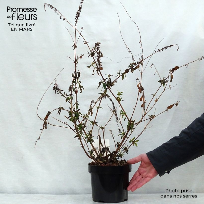 Albero delle farfalle Argus Velvet Vaso da 3L/4L esemplare consegnato in primavera